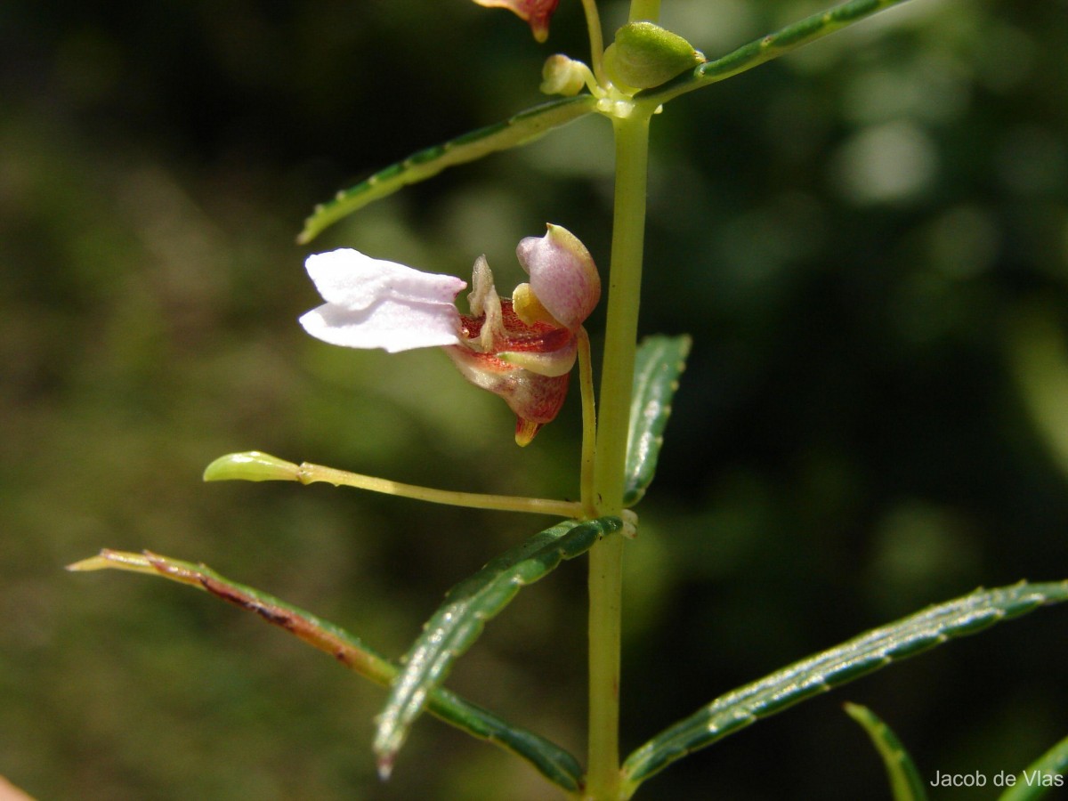 Impatiens oppositifolia L.